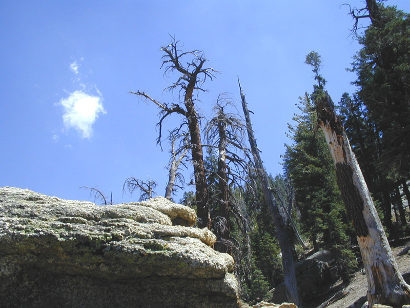 Trees n Cloud