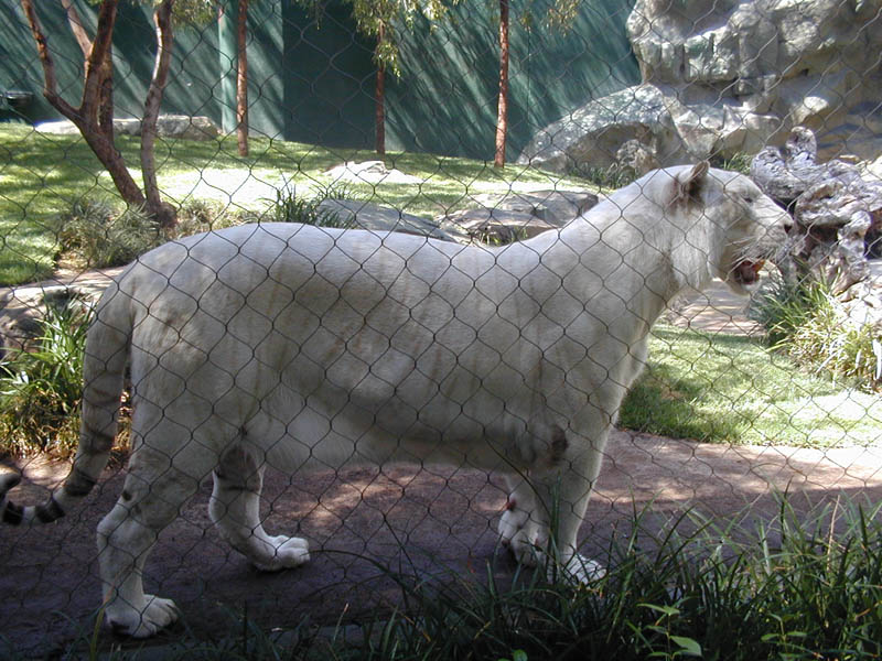 White Tiger 3